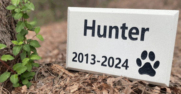 Why Pets Hold a Special Place in Childhood Memories