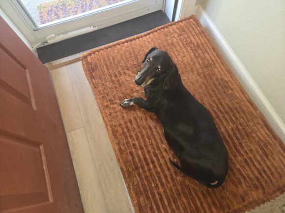Why an Orthopedic Dog Bed Matters: Le Noof on Support and Smart Design
